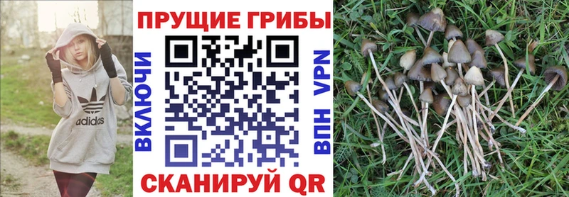 Псилоцибиновые грибы Psilocybe Тамбов